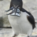 razorbill_msi_v_1027_can0643.jpg